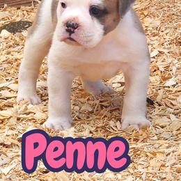 Penne - Red brindle and white female Bulldog puppy in Washington from Sun City Campeiro Bulldogs
