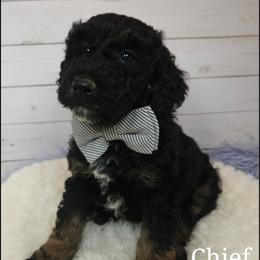 Chief Bogo - Phantom male Poodle puppy in Farley, Iowa from Iowa's Doodle Co.