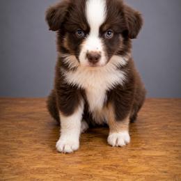 Howl - Red tri male Miniature Australian Shepherd puppy in Macomb, Missouri from Show Me MO Aussies