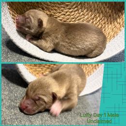 Luffy - Red and white male Siberian Husky puppy in Canton, Ohio from Bleu Skies Siberian Huskies