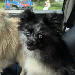 Candy - Pomsky