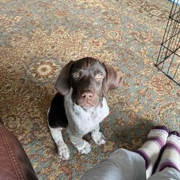 Riot - Liver and white German Shorthaired Pointer puppy in Corcoran, California from Hidden Valley Kennels