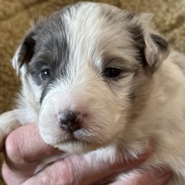 Grace - Dilute blue female Australian Shepherd puppy in Canton, Mississippi from Haven Farms Australian Shepherds