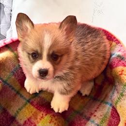 Brown Collar - Red male Pembroke Welsh Corgi puppy in Abingdon, Virginia from Em-K Kennels
