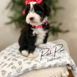 Pepper - Black female Goldendoodle puppy in Upper Sandusky, Ohio from Rock Run Homestead
