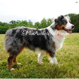 Cadence - Miniature American Shepherd