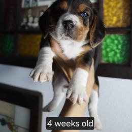 Girl 2 - Black tan and white female Beagle puppy in Susanville, California from Homegrown Beagles
