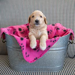 Goldendoodle Puppies from Hershey PAw Doodles