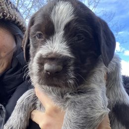 Ms. White - Brown and gray Wirehaired Pointing Griffon puppy in Belgrade, Montana from Griffons Out West