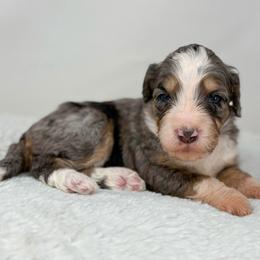 Harmony - Blue merle female Bernedoodle puppy in Fleming, Colorado from Vandenbark Doodles