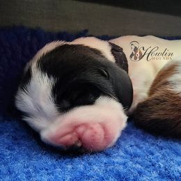 Basset Hound Puppies from Howlin Hounds