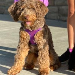 Coco - Bernedoodle