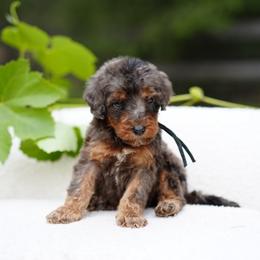 Black collar - Blue merle male Bernedoodle puppy in Spokane, Washington from Doodle Love
