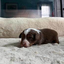 Lizzy - Red tri-color female Miniature American Shepherd puppy in Terryville, Connecticut from Spirited Aussies