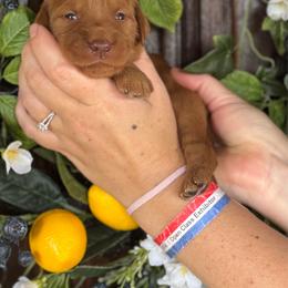 Isabel (Izzy) - Red  female Goldendoodle puppy in Enumclaw, Washington from Owen-a-Doodle