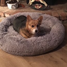 Pembroke Welsh Corgi All Grown Up from Wildfire Ranch