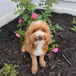 Ruby - Goldendoodle