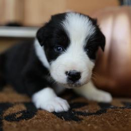 BINX-BLUE EYES - Black tri-color male Australian Shepherd puppy in Star City, Arkansas from Blush & Lace Aussie Co.