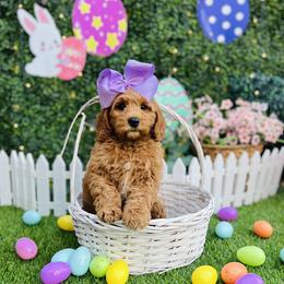 Kaia's Lilac Girl - Red  female Goldendoodle puppy in Kountze, Texas from Texas Doodles LLC