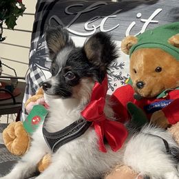 Dolly - White black and tan female Papillon puppy in Benton, Arkansas from Mama's Pride Poms and Paps