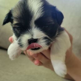 Dimples - Tricolor male Shih Tzu puppy in Alpine, Utah from Mimi's Shih Tzus