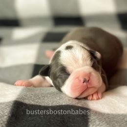 Boston Terrier Puppies from Buster’s Boston Babes