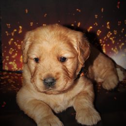 Golden Retriever Puppies from Maywood Goldens