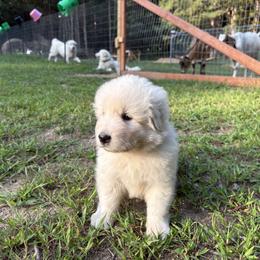 Maremma Sheepdog Puppies from Wild at Farm