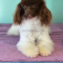 Bingo - Poodle