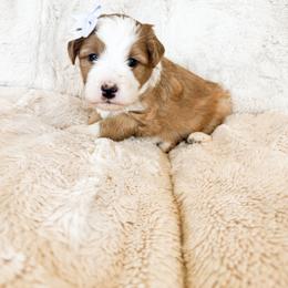 'Darla' Purple Collar Female Medium Bernedoodle - Yellow and white female Bernedoodle puppy in Kamas, Utah from A + E Farms