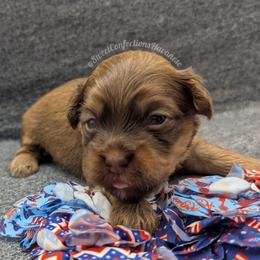 Apple Dumpling - Red sable male Havanese puppy in Marysville, Ohio from Sweet Confections Havanese