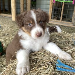 Copper - Red tri-color male Australian Shepherd puppy in Belmont, Vermont from Pennyrile Australian Shepherds