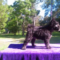 Pumi Puppies from Kismet Pumis