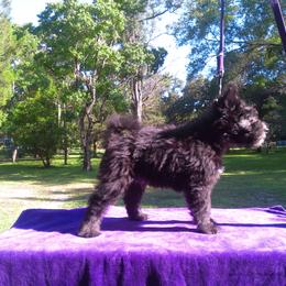 Pumi Puppies from Kismet Pumis