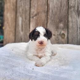 Aussiedoodle, Goldendoodle, and Poodle Puppies from Trin's Designer Doodles
