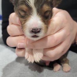 Shetland Sheepdog Puppies from Terri  Riley