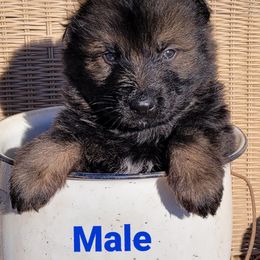 German Shepherd Puppies from Argohof Shepherds