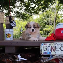 Bella - Red female Pembroke Welsh Corgi puppy in Pollock, Missouri from Northstar