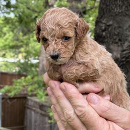 Green - Red  female Poodle puppy in Dallas, Texas from Infinity Poodles
