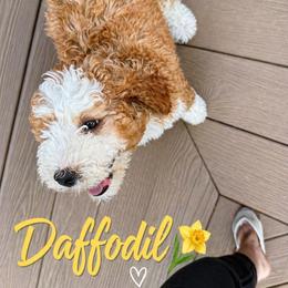 Daffodil - Red female Bernedoodle puppy in Mint Hill, North Carolina from Ball-Y-Hoo Bernedoodles