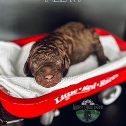 Peeta - Chocolate male Goldendoodle puppy in Ocoee, Tennessee from Liberty Creek Farms