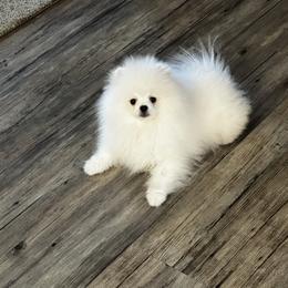 Boy charting 6lbs - White male Pomeranian puppy in Bourbonnais, Illinois from T & D Poms