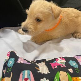 Scottish Terrier Puppies from Moos Scotties