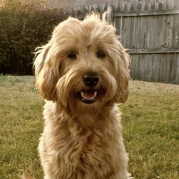 Australian Labradoodles from Southern States Australian Labradoodles