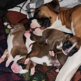 Boxer Puppies from Sara's Bouncing Boxers