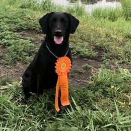 Franny - Labrador Retriever
