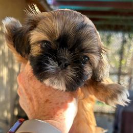 Charlotte - Red female Shih Tzu puppy in Victorville, California from RUMBLE n TUMBLE