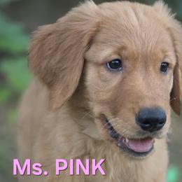 Rose Pink Girl - Golden female Golden Retriever puppy in Glendale, Arizona from Sonoran Golden Retrievers