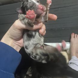 Boy 3 - male Australian Shepherd puppy in Wisconsin Dells, Wisconsin from Nicara kennel