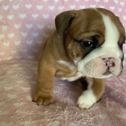 Bulldog Puppies from Kandyland Bulldogs